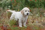 GOLDEN RETRIEVER 276